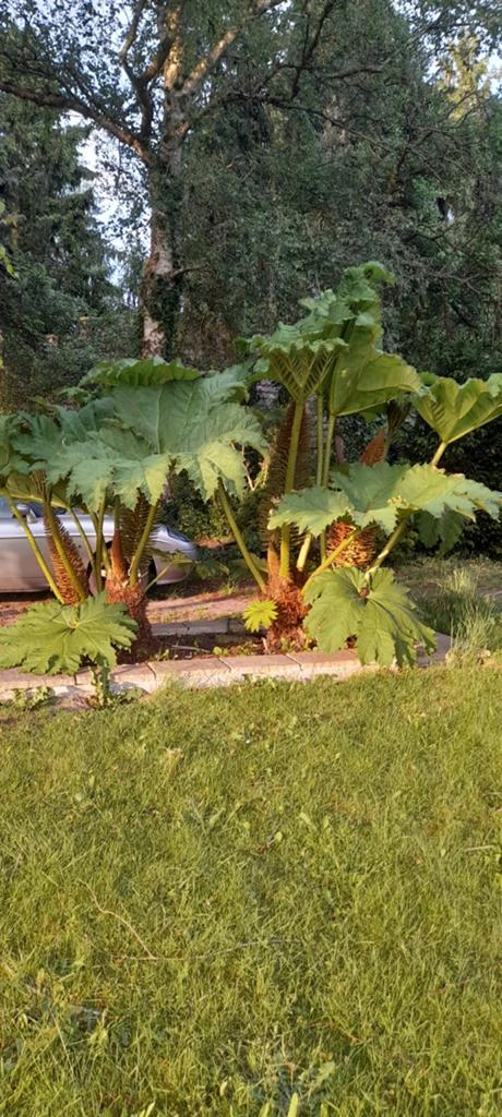 Gunnera manicata xxl, Ophalen, Volle zon
