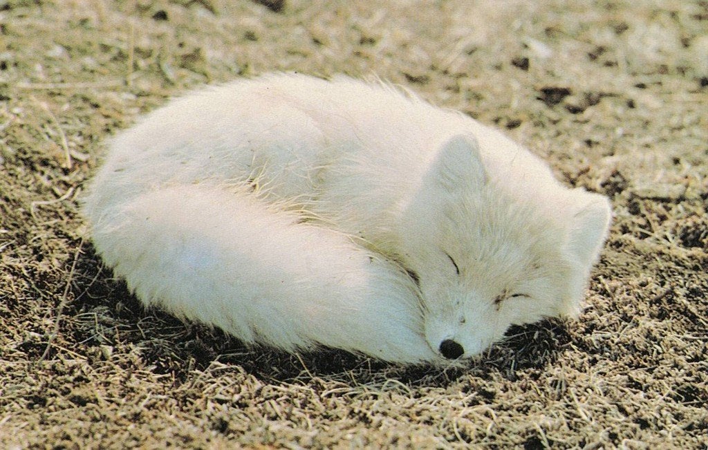 Witte pool vos 356, Verzamelen, Ansichtkaarten | Dieren, Ophalen of Verzenden, 1980 tot heden, Ongelopen, Wild dier