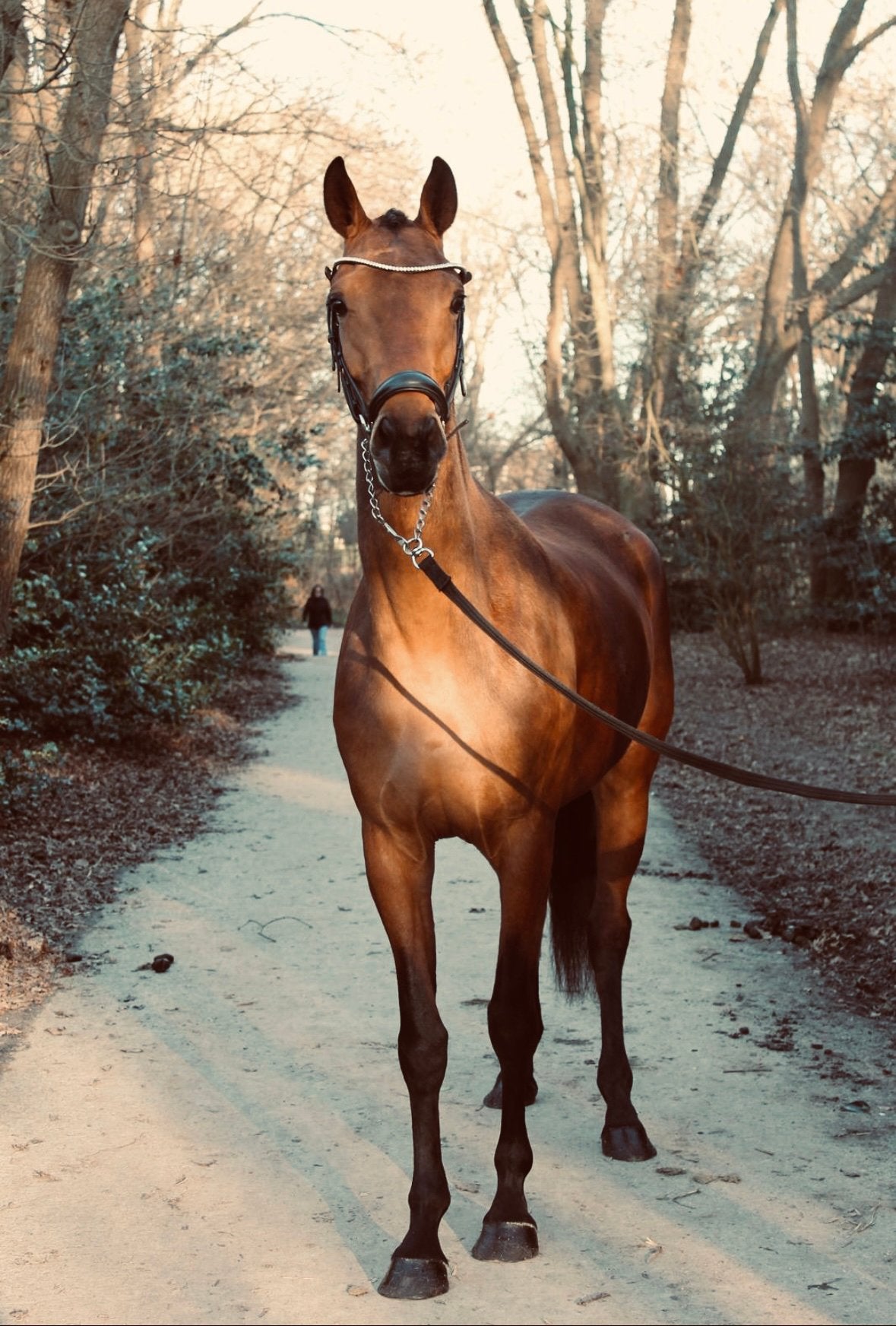 Project merrie , met veel potentie te koop !, Dieren en Toebehoren, Merrie, Dressuurpaard