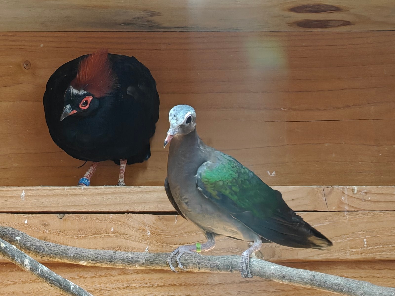 Groenvleugelduif, Dieren en Toebehoren, Mannelijk, Overige soorten