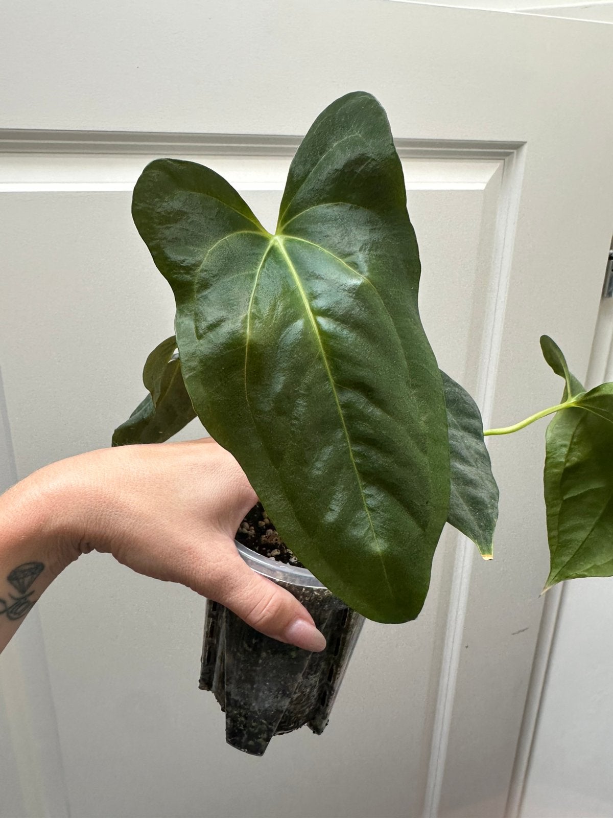 Anthurium grim reaper, Ophalen of Verzenden, Halfschaduw, Minder dan 100 cm