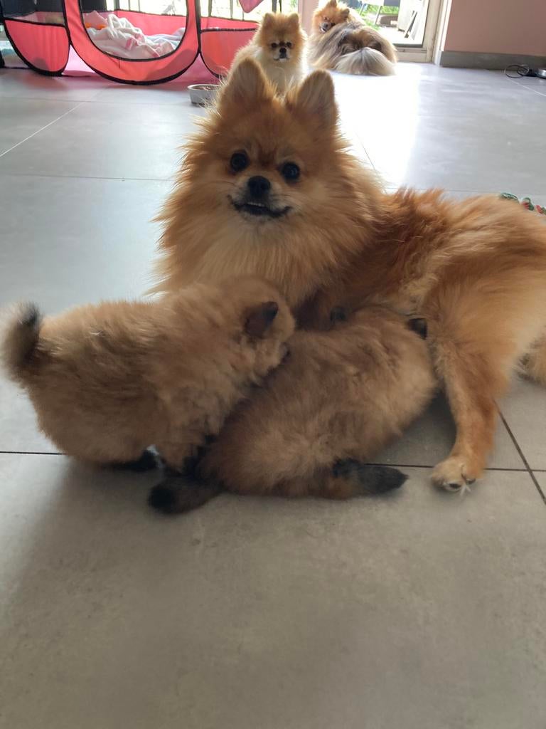 Nestje kleinkeesjes ( pommetjes), Keeshond, 8 tot 15 weken, Teef, Parvo