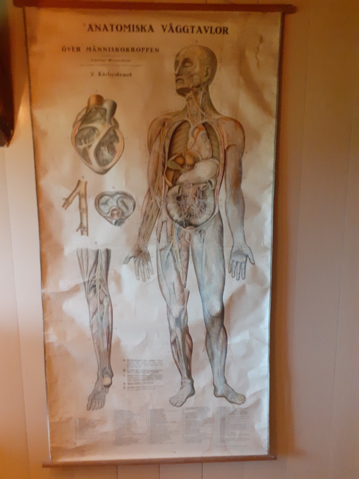 Vintage Anatomische Wandkaart Menselijk Lichaam, Ophalen, Natuur en Biologie