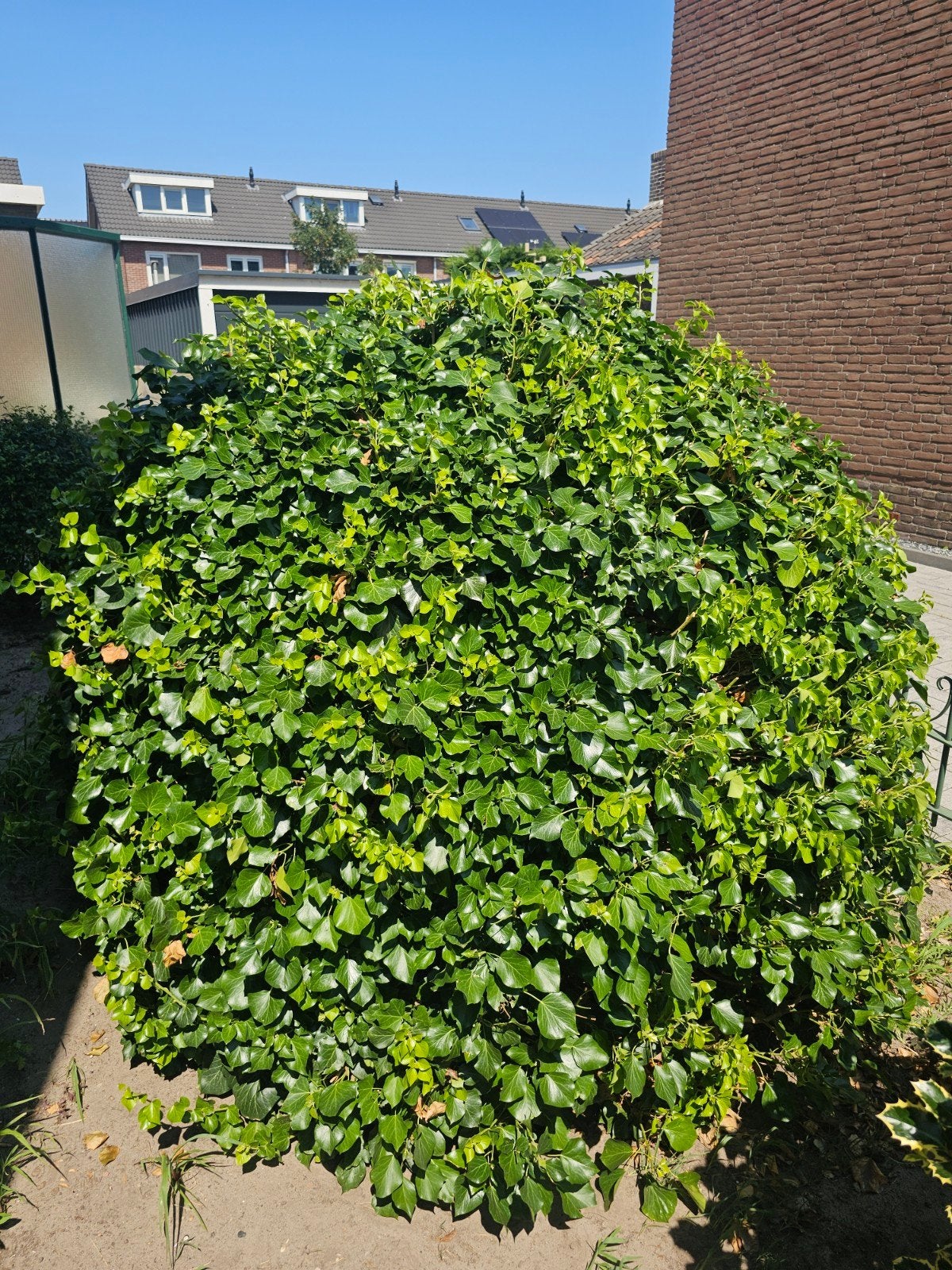 Struikklimop, Ophalen, Overige soorten, Struik, 100 tot 250 cm