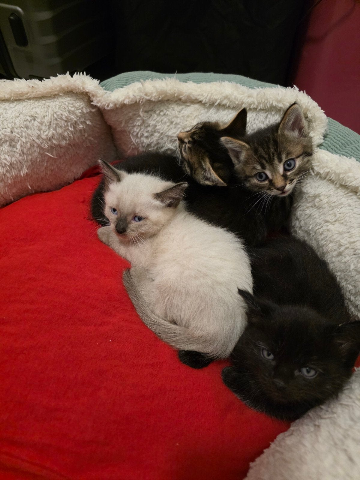 Lieve kittens te koop, Dieren en Toebehoren