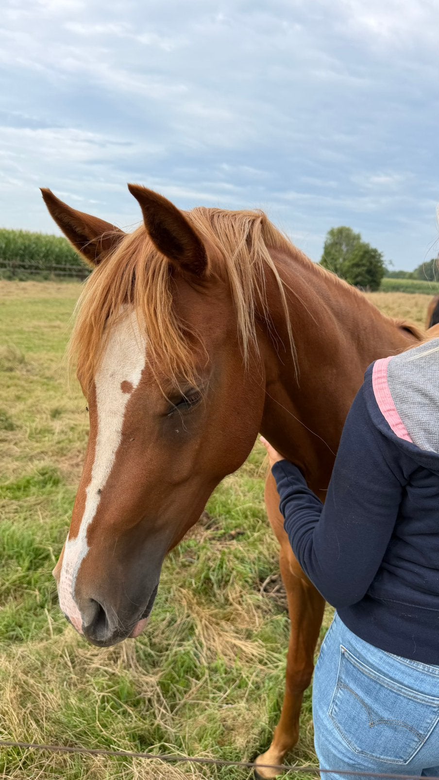 Mooie pre hengsten plus tweejarige D-pony merrie, Hengst