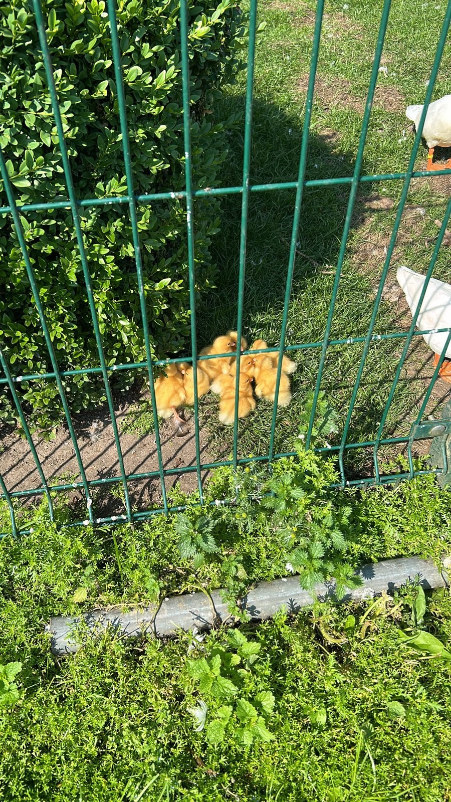 schattige baby kwakers, Meerdere dieren, Eend