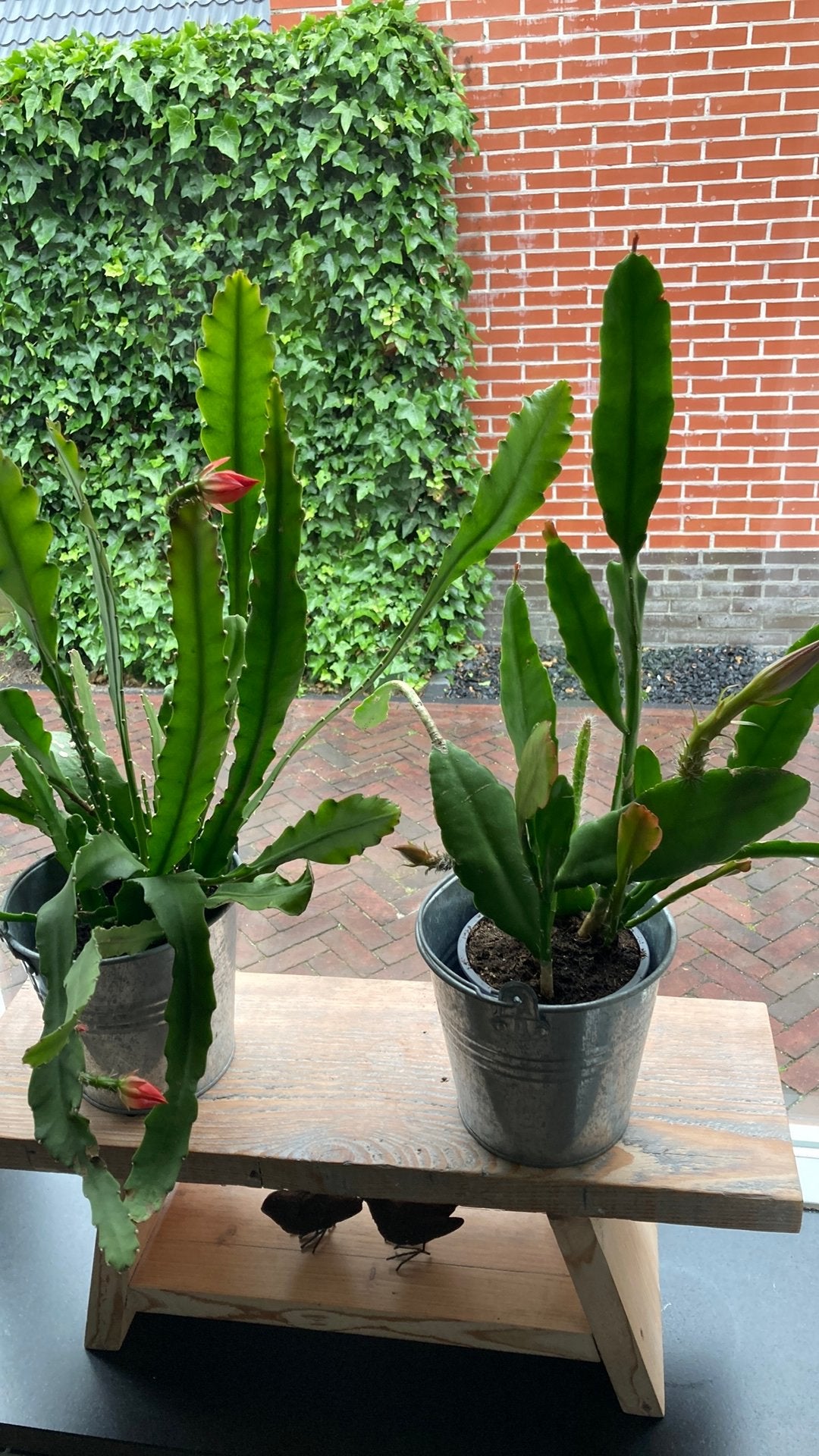 Kamerplanten, Ophalen, Halfschaduw, Minder dan 100 cm
