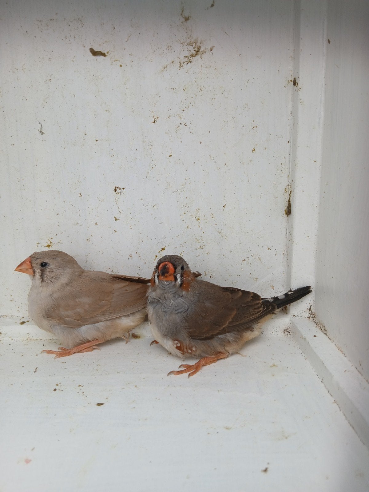 Jong koppeltje zebravinken, Dieren en Toebehoren, Vogels | Overige Vogels, Meerdere dieren