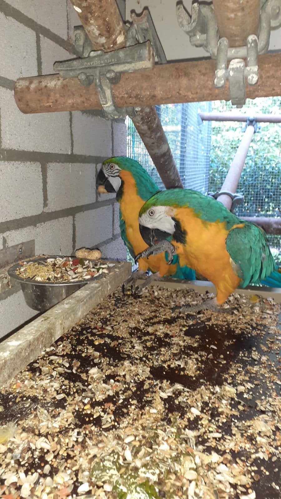 Ara s, Dieren en Toebehoren, Meerdere dieren, Papegaai