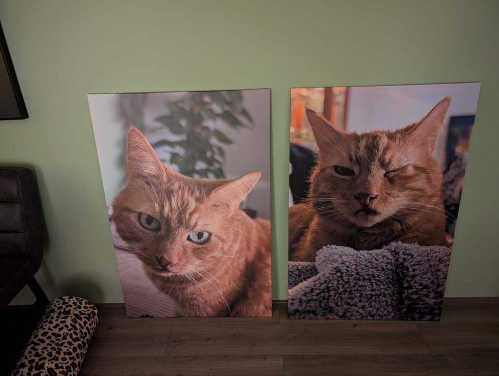 2 kattenfoto's op canvas (optioneel met zwarte omlijsting), Ophalen, Zo goed als nieuw, Minder dan 50 cm, Foto of Poster