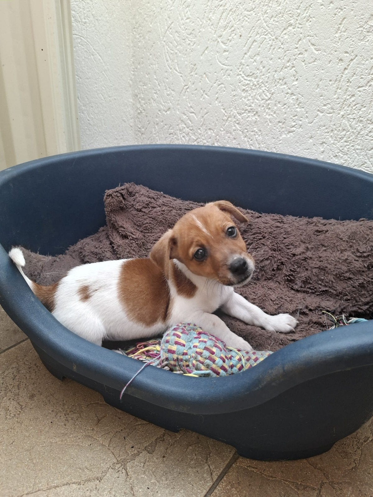 jack russel terriër, Overige rassen, 8 tot 15 weken, Meerdere, Meerdere dieren