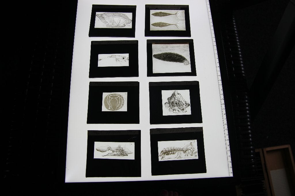 22 glasdia's met zeedieren. Toverlantaarn, Ophalen of Verzenden