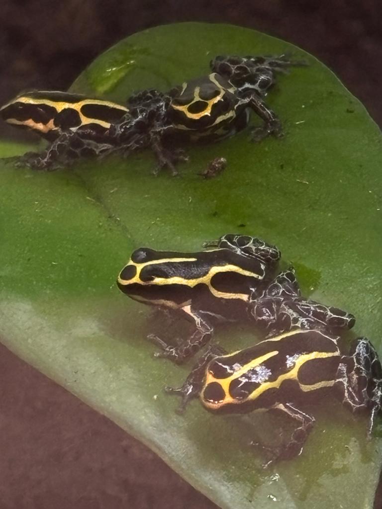 Ranitomeya variabilis French Guiana, Dieren en Toebehoren, Reptielen en Amfibieën, Amfibie, 0 tot 2 jaar