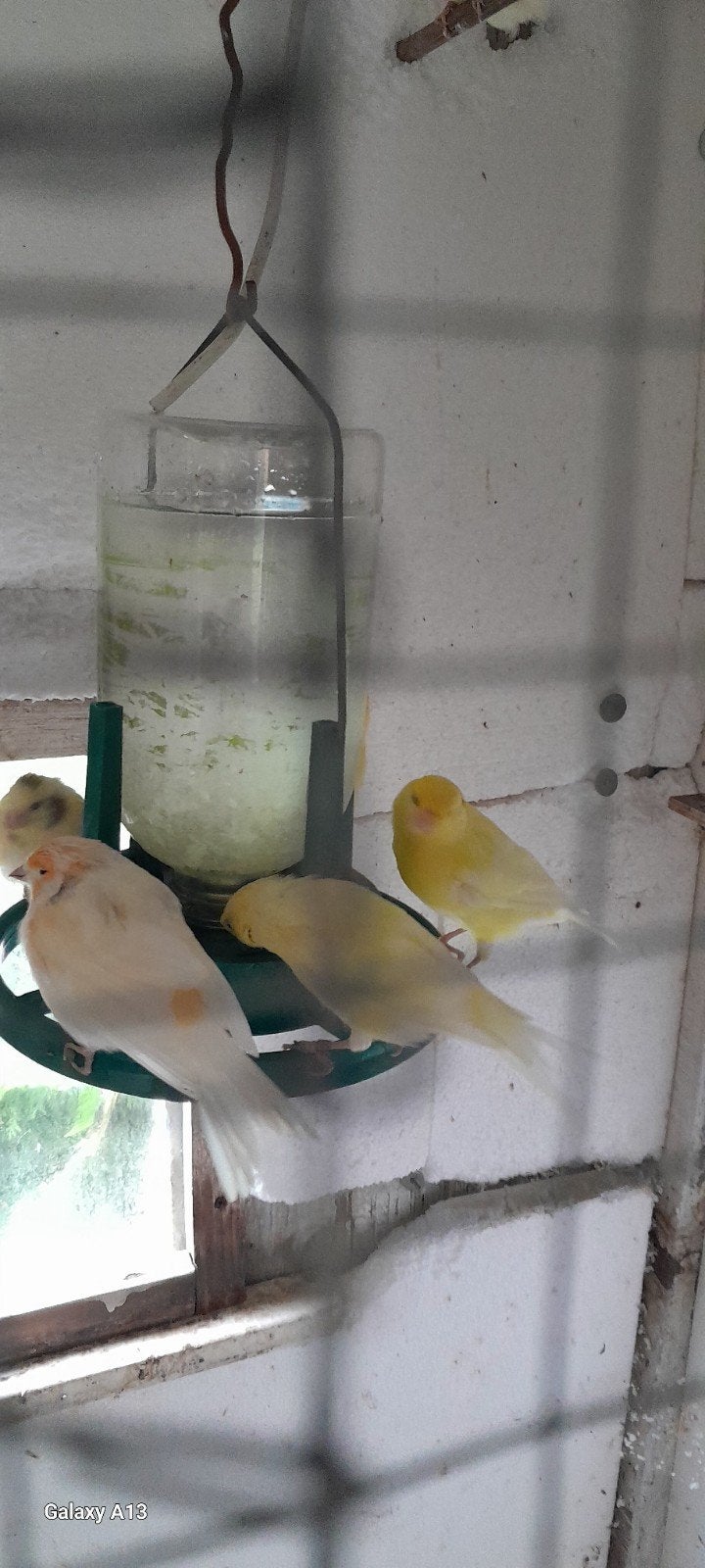 zang kanaries te koop, Dieren en Toebehoren, Vogels | Kanaries, Meerdere dieren, Kleurkanarie