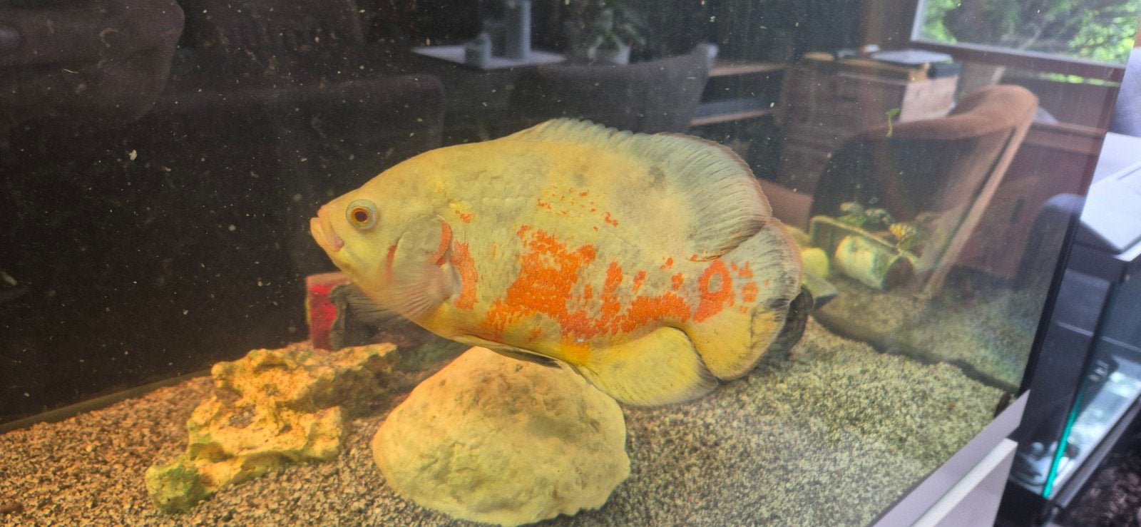 Albino pauwoog ciclied ( oscar), Vis
