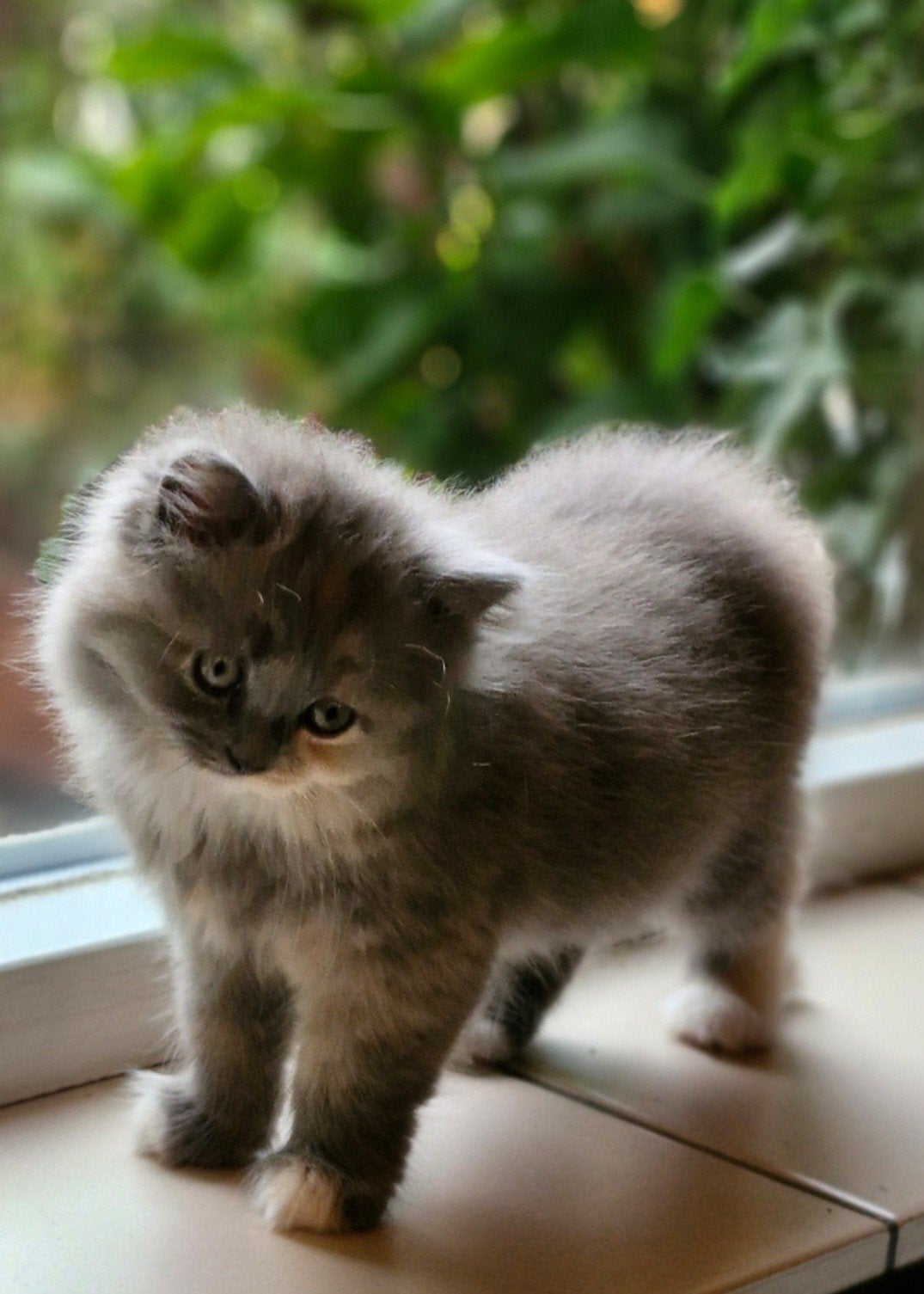 Beauty van een kitten zoekt huisje, Dieren en Toebehoren, Katten en Kittens | Overige Katten, Poes, 0 tot 2 jaar