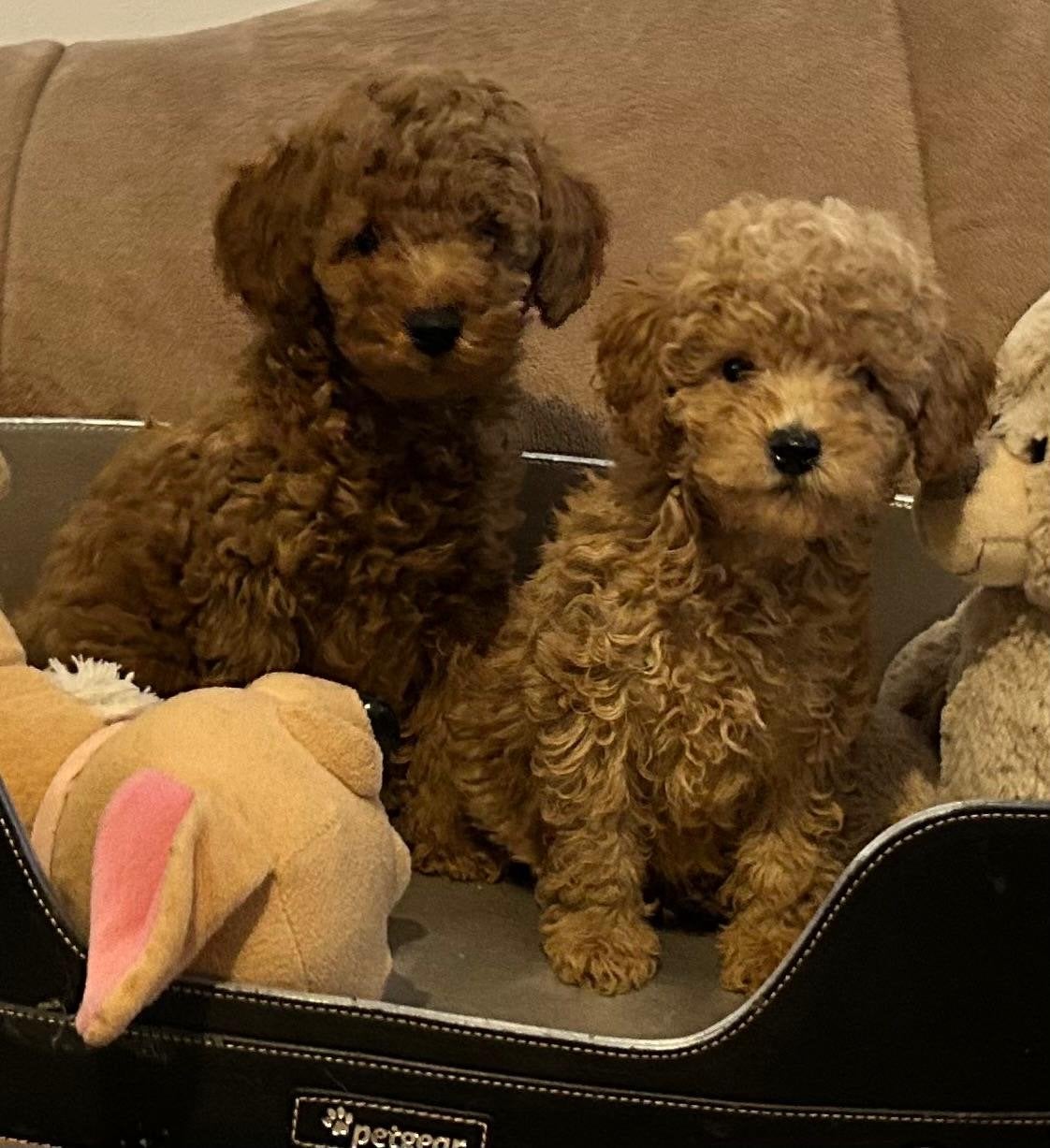 Lieve rustige toy puppys donker en licht  abricoos, Reu, CDV (hondenziekte), 8 tot 15 weken, Meerdere