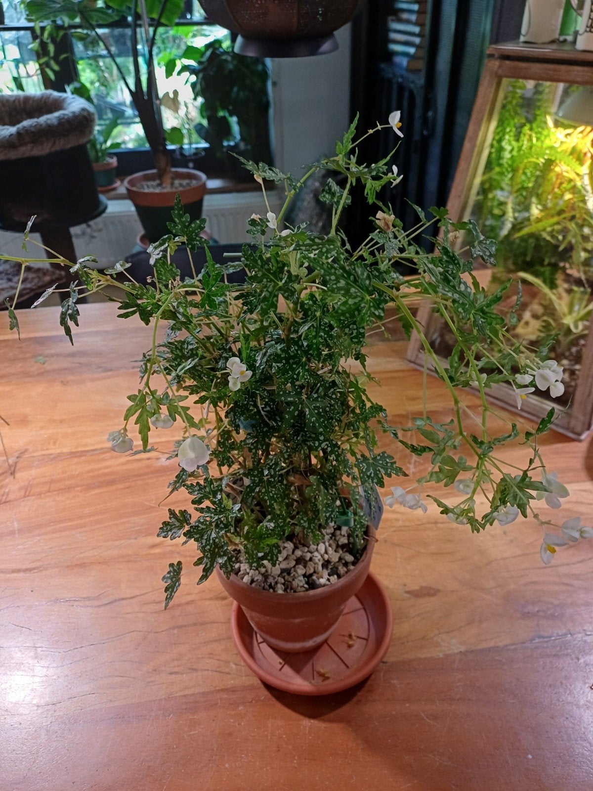 Begonia dregei, Ophalen