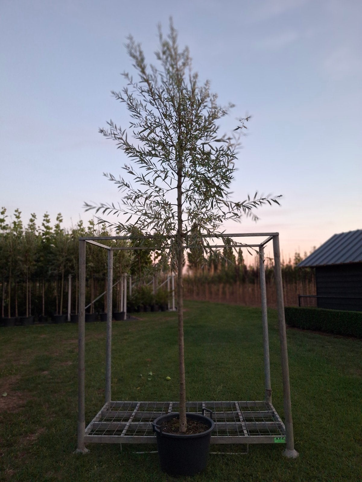 Te koop Salix Alba / Schietwilg, Overige soorten, 100 tot 250 cm, Zomer, Ophalen