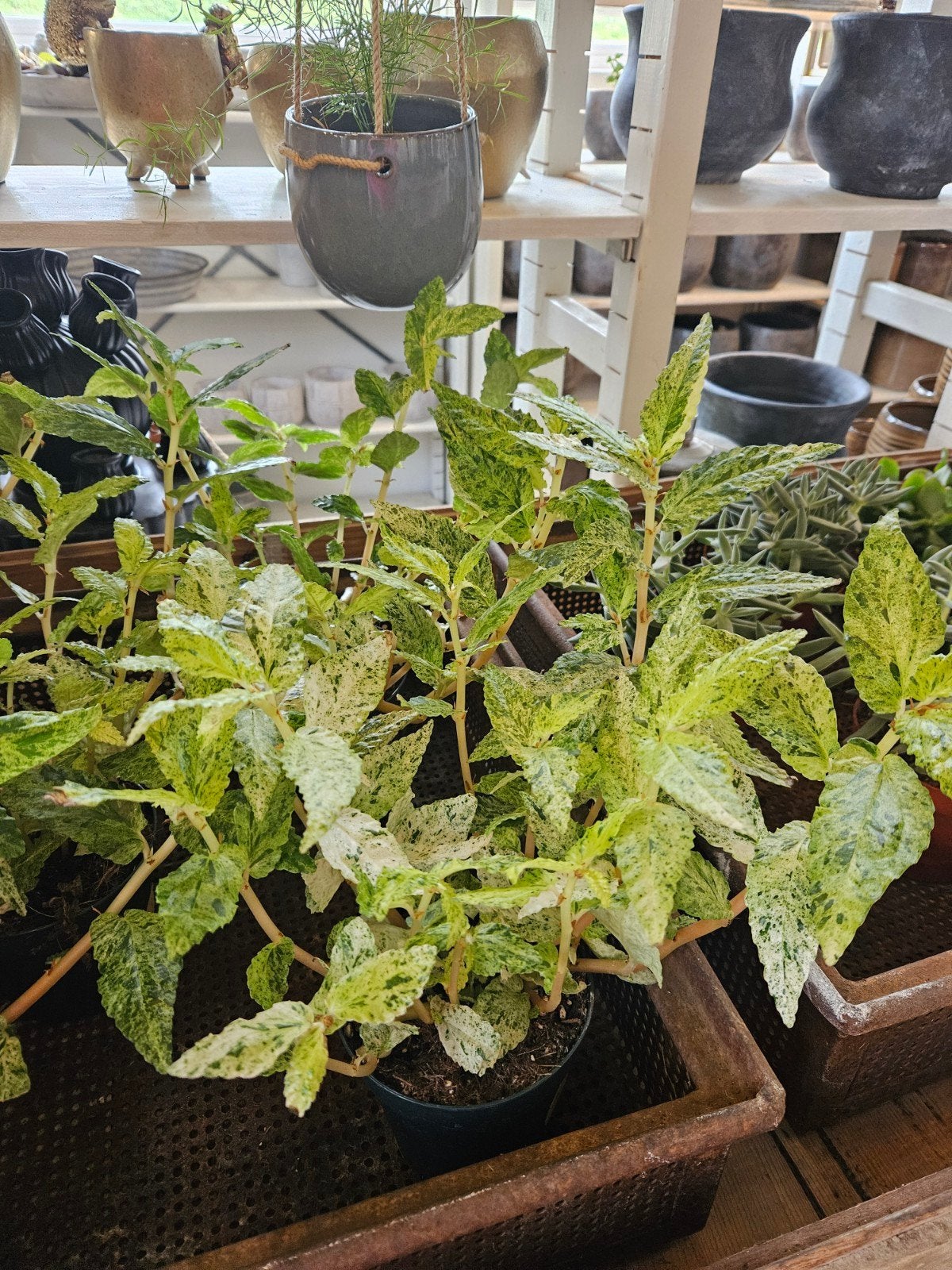 pellionia "WOONWINKEL RUSTIEK ", Ophalen, Halfschaduw, Minder dan 100 cm