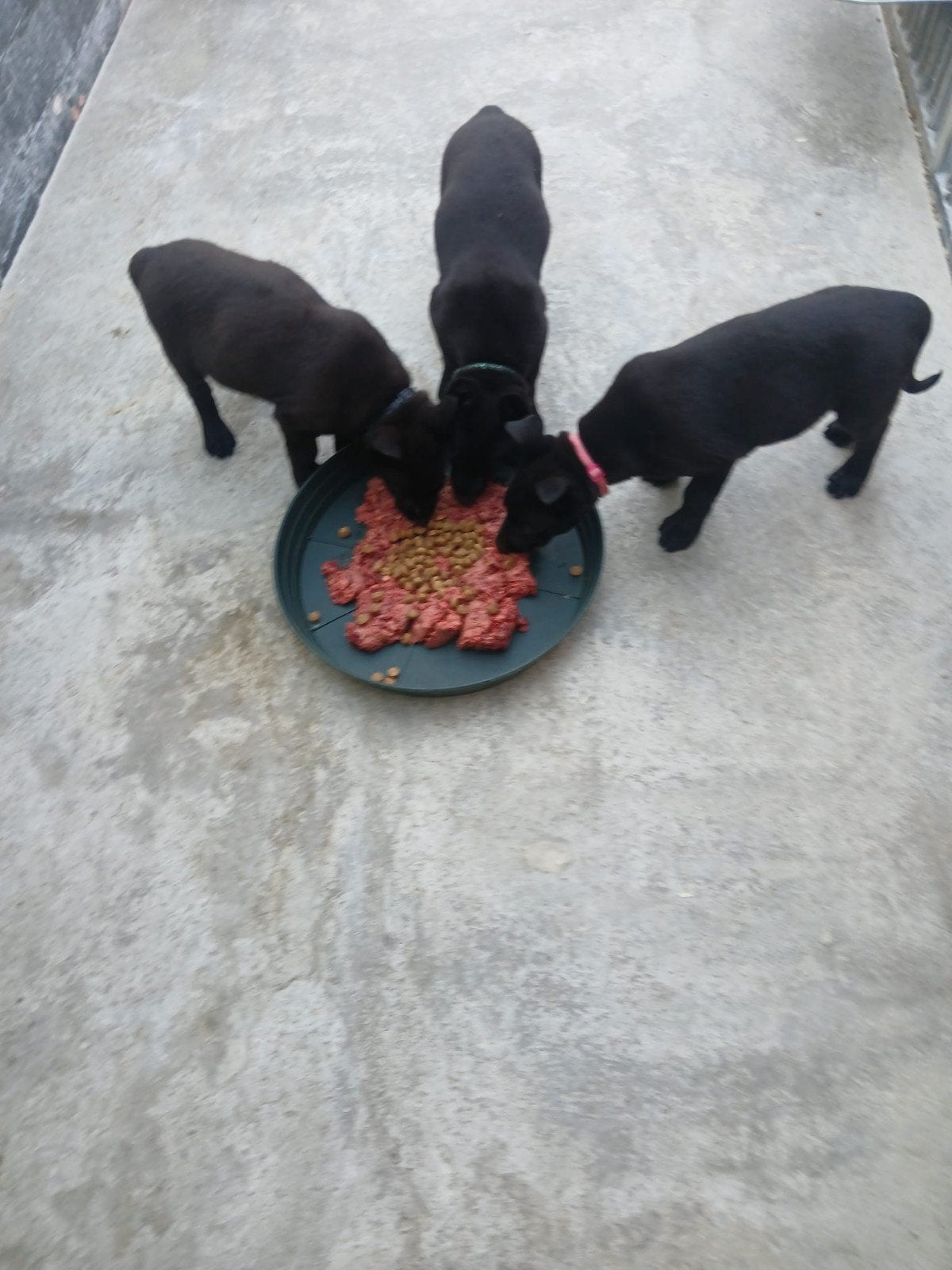 mechelse herder pups, Parvo, 8 tot 15 weken, Meerdere, Meerdere dieren
