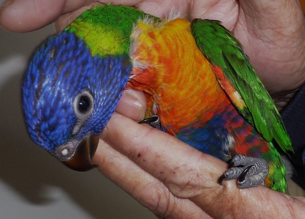 Lori van de blauwe bergen met DNA Certificaat, Dieren en Toebehoren, Vogels | Parkieten en Papegaaien, Meerdere dieren, Papegaai