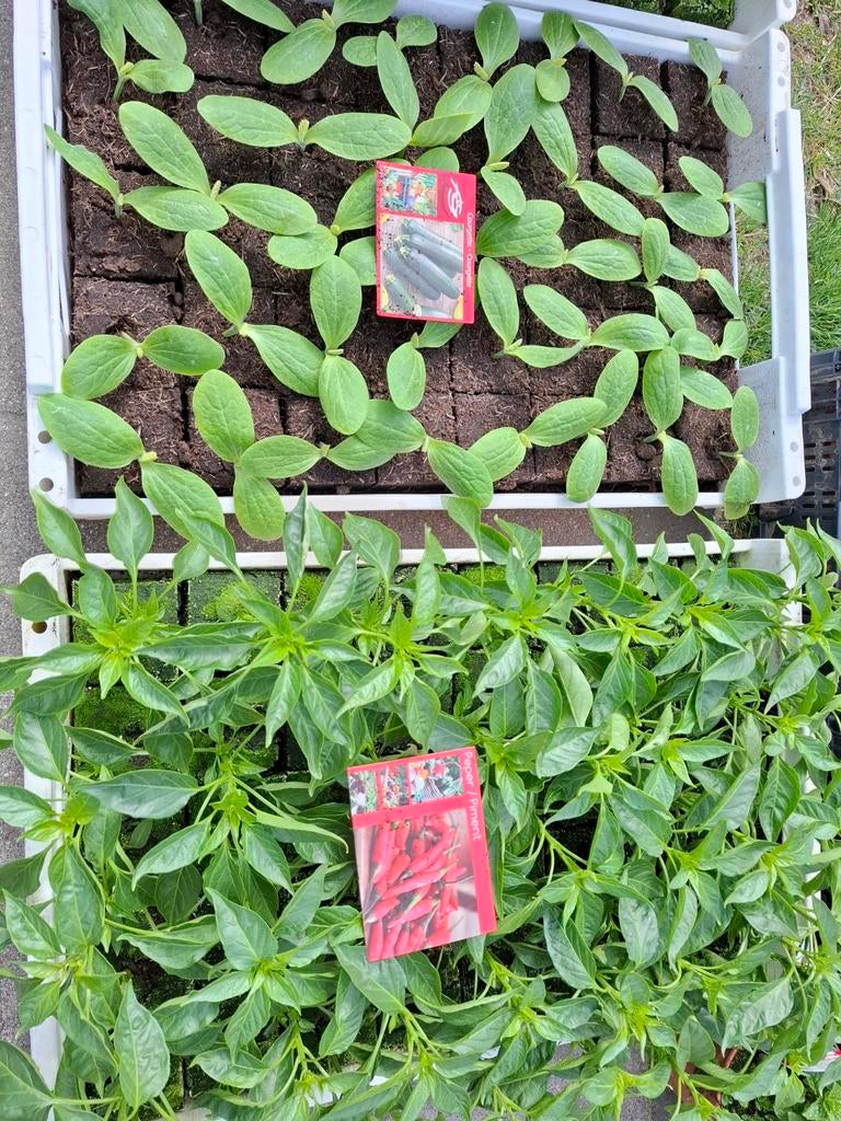 Peper, courget,tomaten planten, Tuin en Terras, Planten | Tuinplanten, Ophalen, Eenjarig, Groenteplanten, Volle zon