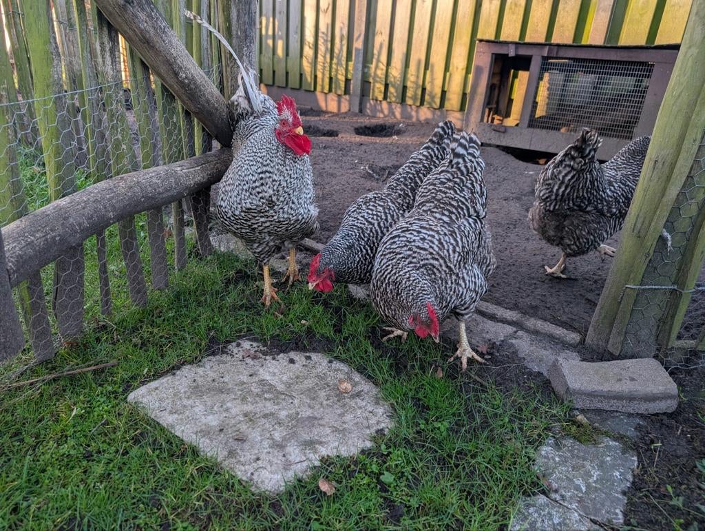 Amrock groot broedeieren, Dieren en Toebehoren, Geslacht onbekend, Kip