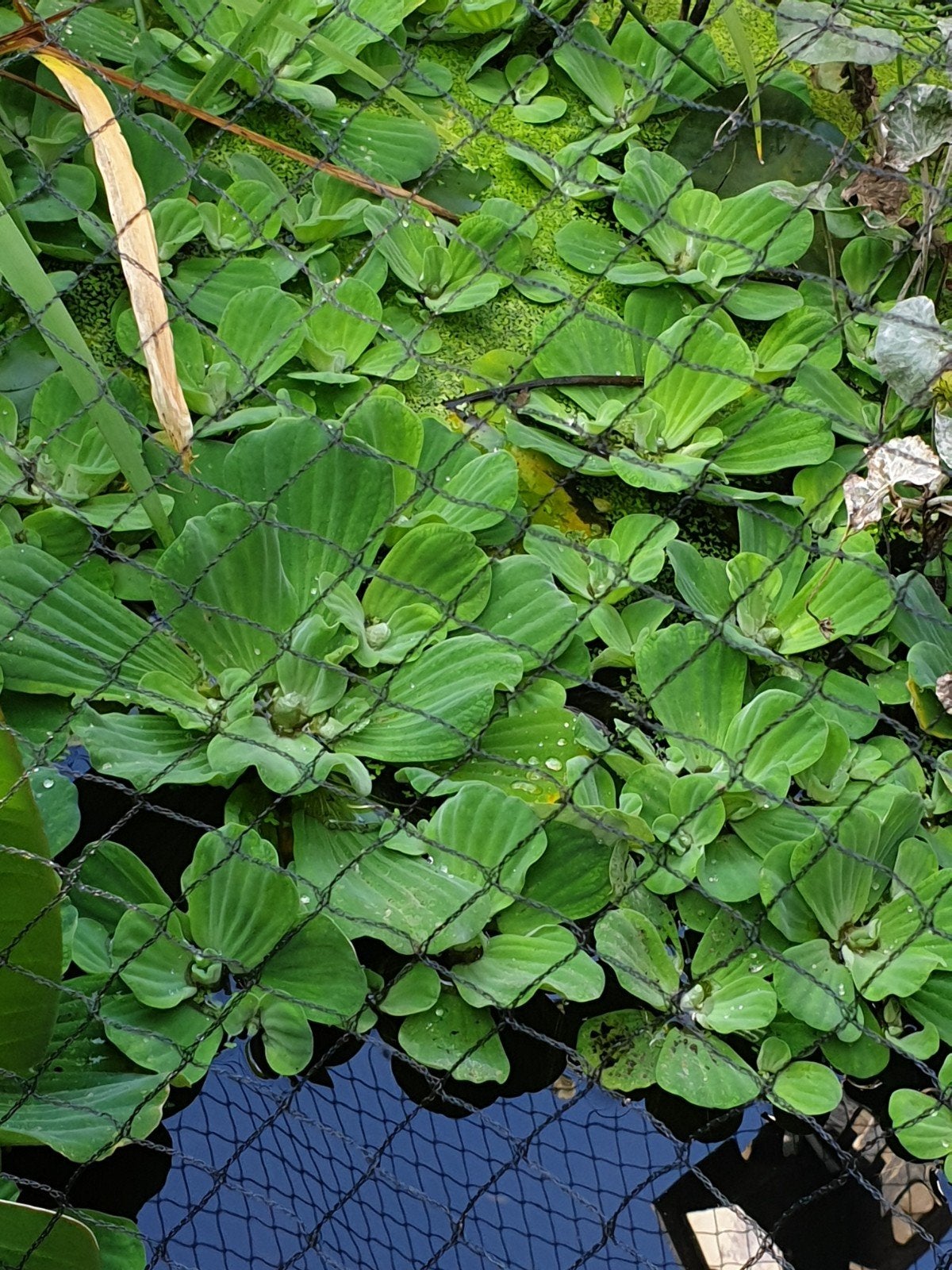 Mosselplant, Dieren en Toebehoren