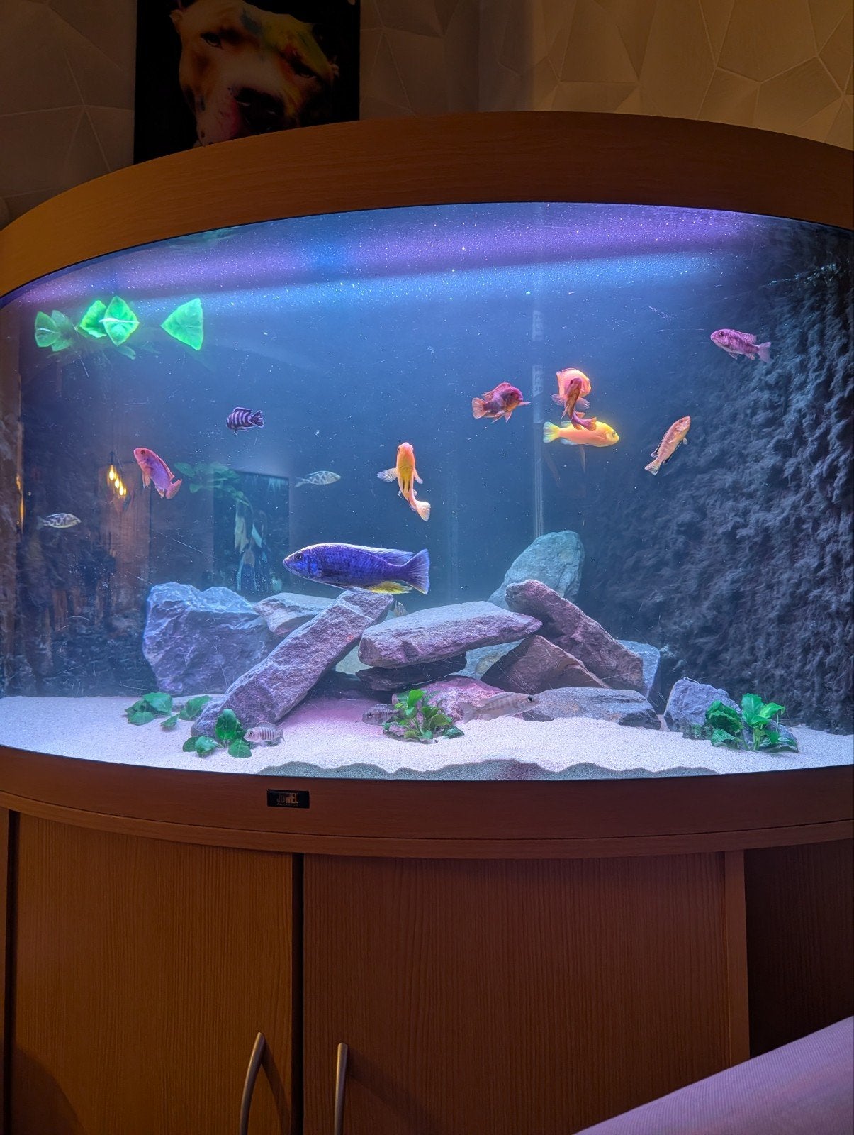 aquarium, Ophalen, Gebruikt, Leeg aquarium