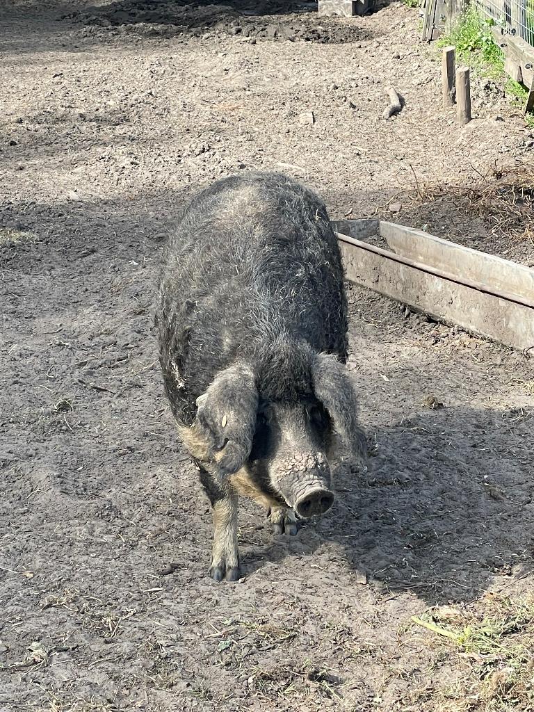 Hongaars mangalitca zwaluwbuik wolvarken gedekt door duroc, Dieren en Toebehoren, Vrouwelijk, Varken, 3 tot 5 jaar