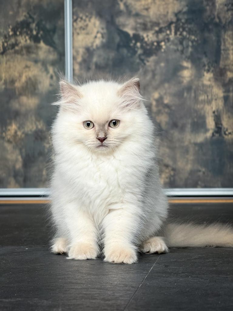Ragdoll kitten lilac mink poesje, Meerdere dieren, Gechipt, 0 tot 2 jaar
