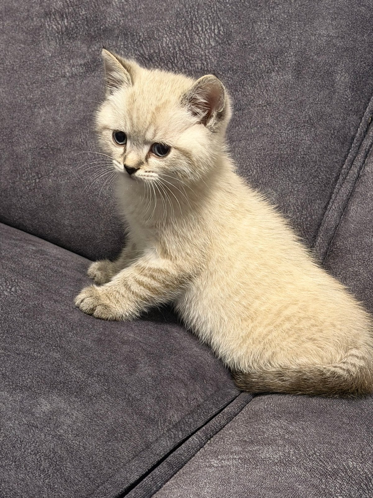Britse korthaar kittens, Meerdere dieren
