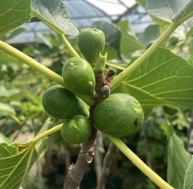 Drietak vijgenboom (6/7 jaar) in model gehouden - Napolitana, Tuin en Terras, Planten | Fruitbomen, Ophalen, Lente, In pot, Vijgenboom