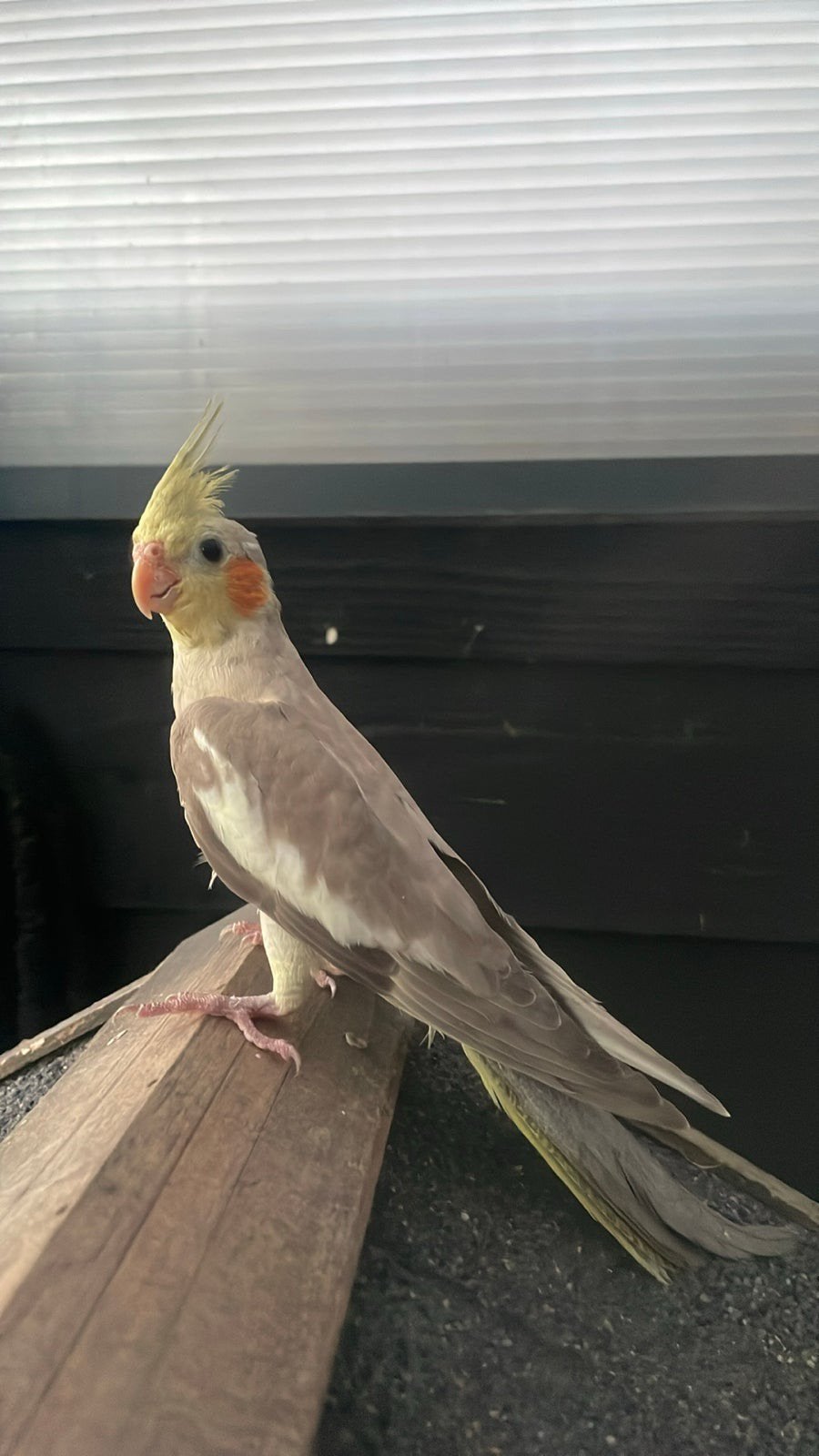 Jonge tamme cinnamon valkparkiet, Dieren en Toebehoren, Geslacht onbekend, Parkiet