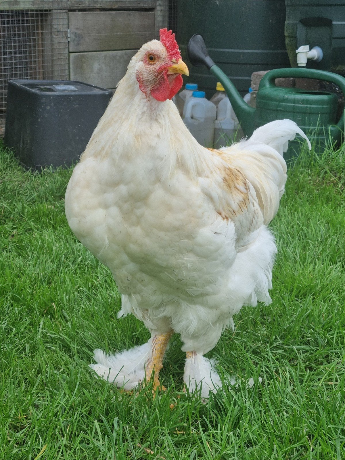 super aanhankelijk brahma kleurlegger haantje Troy, Dieren en Toebehoren, Mannelijk, Kip