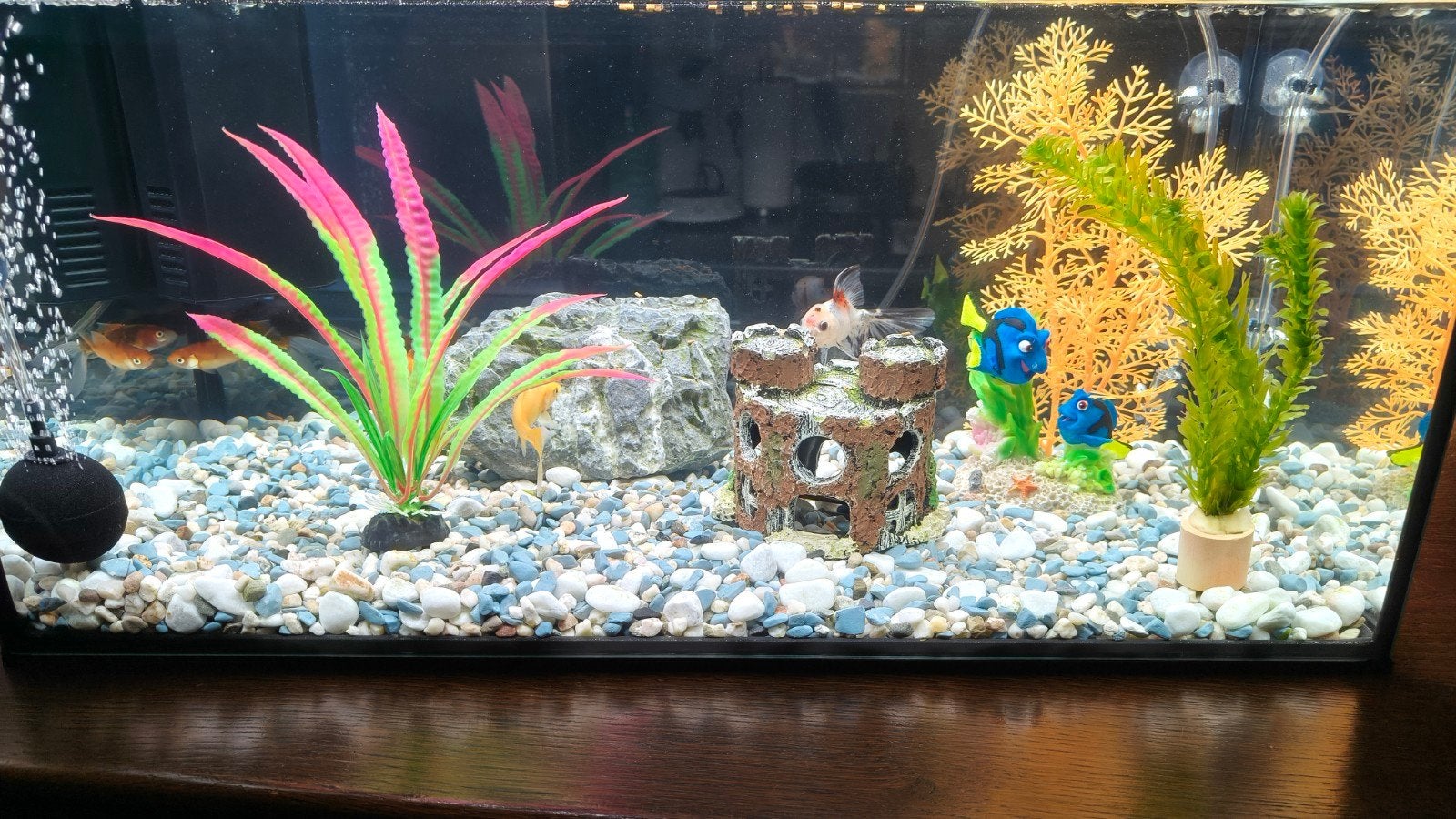 Aquarium te koop compleet met vissen, Vis