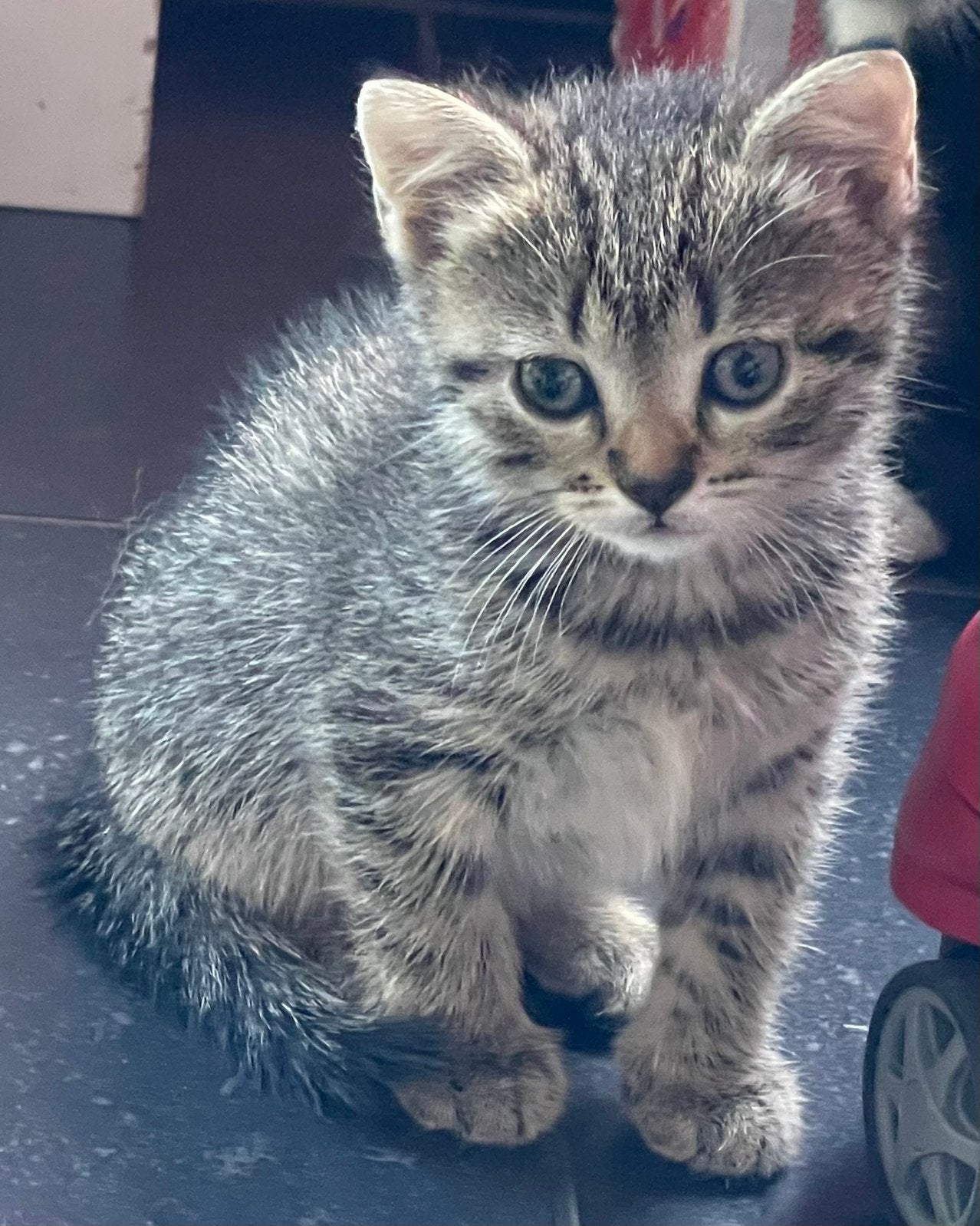 Schattige knuffelbare tijgertjes - 8 weken, Meerdere dieren, Kortharig, 0 tot 2 jaar