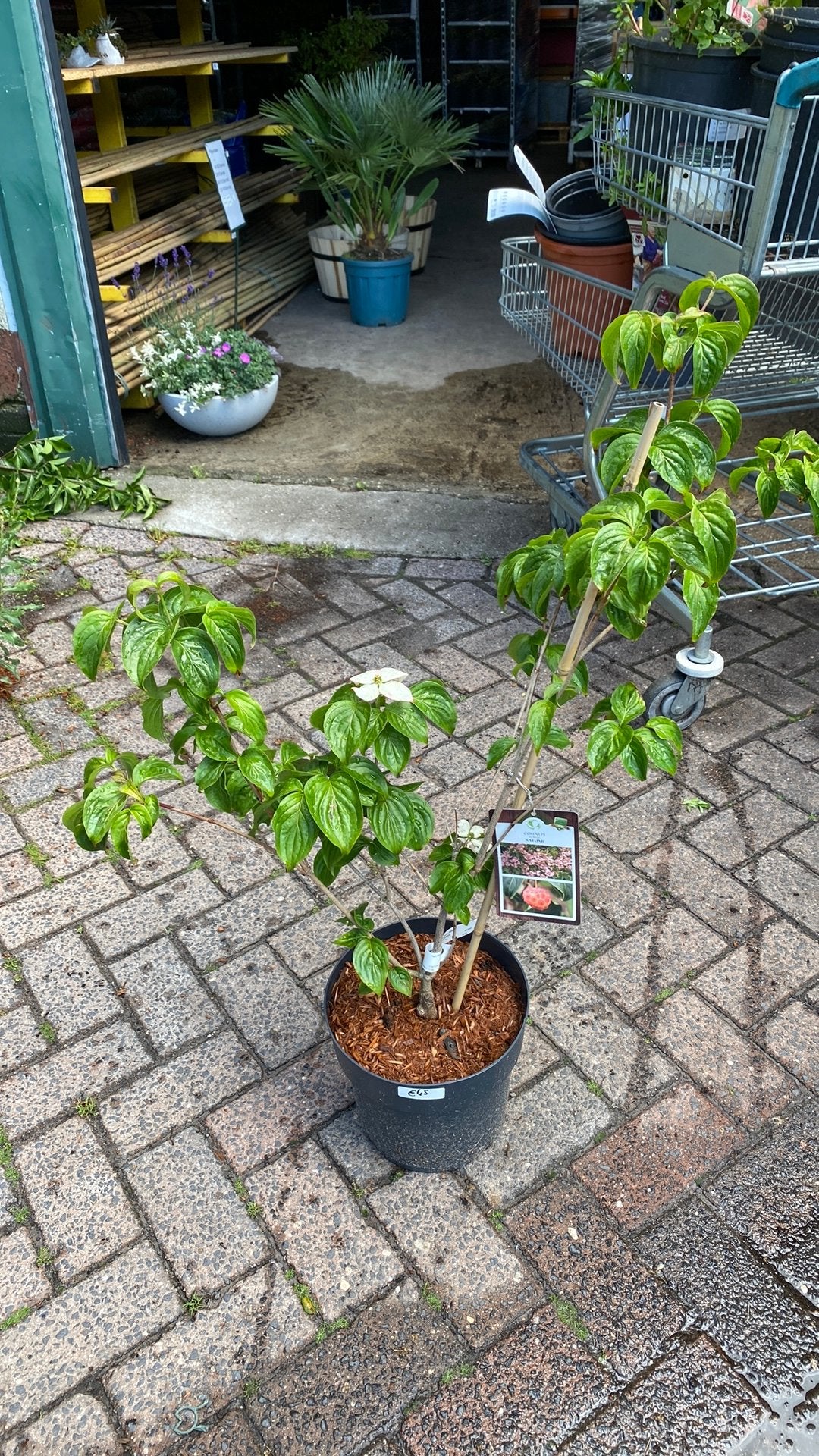 Cornus Kousa 'Satomi' - Japanse Kornoelje in pot, Overige soorten, Lente, 100 tot 250 cm, Ophalen