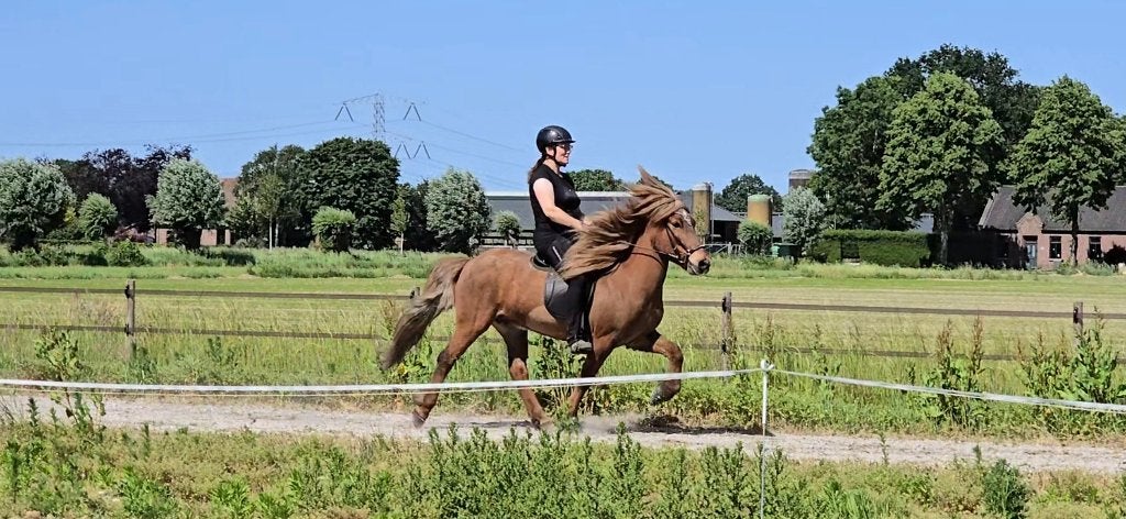 IJslander ruin betrouwbaar recreatie familie IJslands paard, Ruin, Recreatiepaard, Met stamboom, 11 jaar of ouder