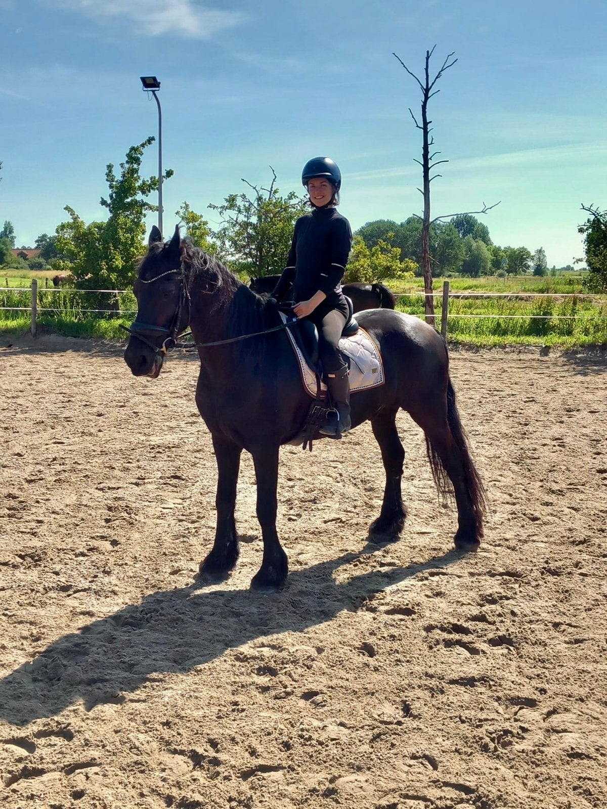 Amsterdam | Verzorg/bijrijd paard gezocht – hulp aangeboden