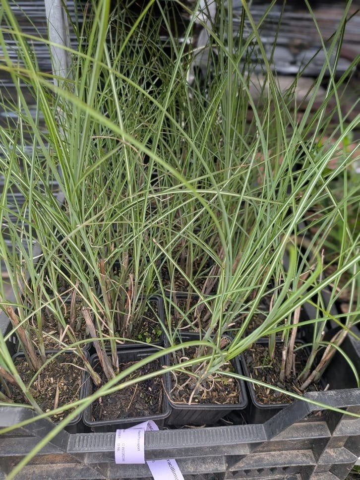 Miscanthus sinensis 'gracillimus' prachtriet p9, Ophalen, Vaste plant, Siergrassen, Bloeit niet