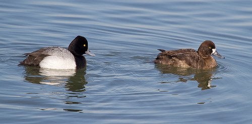 koppel kleine topper eenden, Dieren en Toebehoren, Pluimvee, Meerdere dieren, Eend