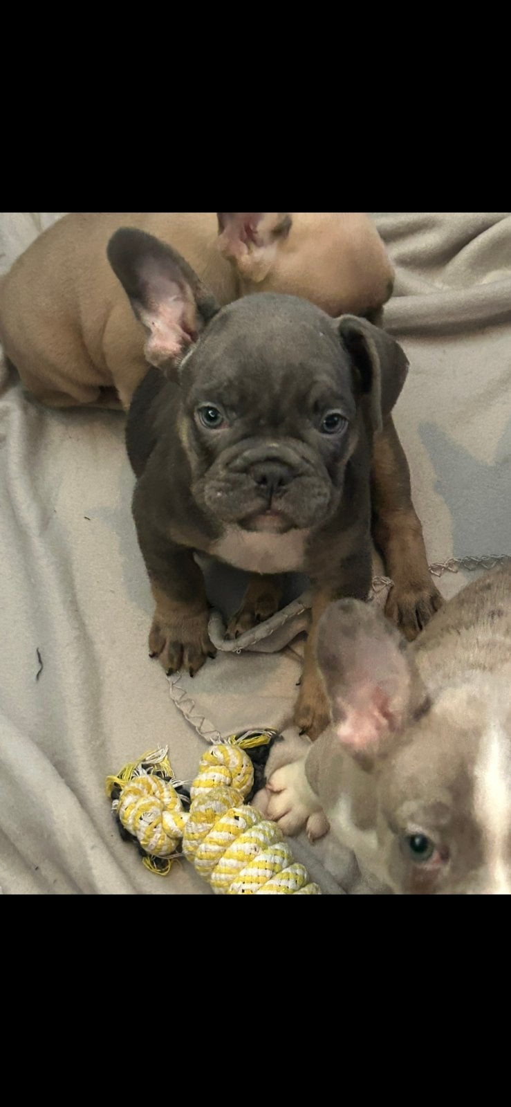 Franse bulldog pups, Dieren en Toebehoren, Reu, CDV (hondenziekte), 8 tot 15 weken, Bulldog