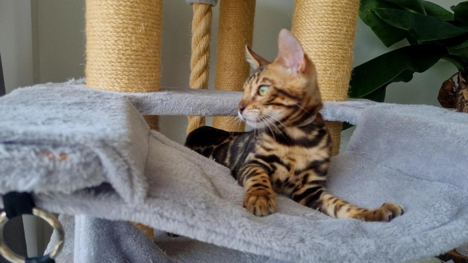 Bengaalse katertje zoekt gouden mandje, Kater, Met stamboom, 0 tot 2 jaar