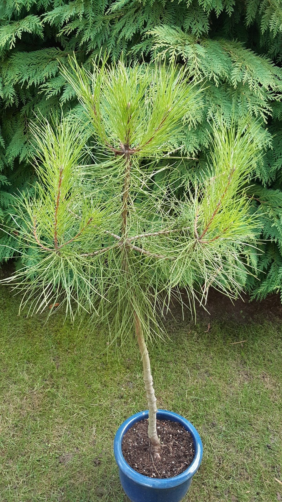 Pinus pinea op stam!, Tuin en Terras, Overige soorten, 100 tot 250 cm, Zomer, Ophalen