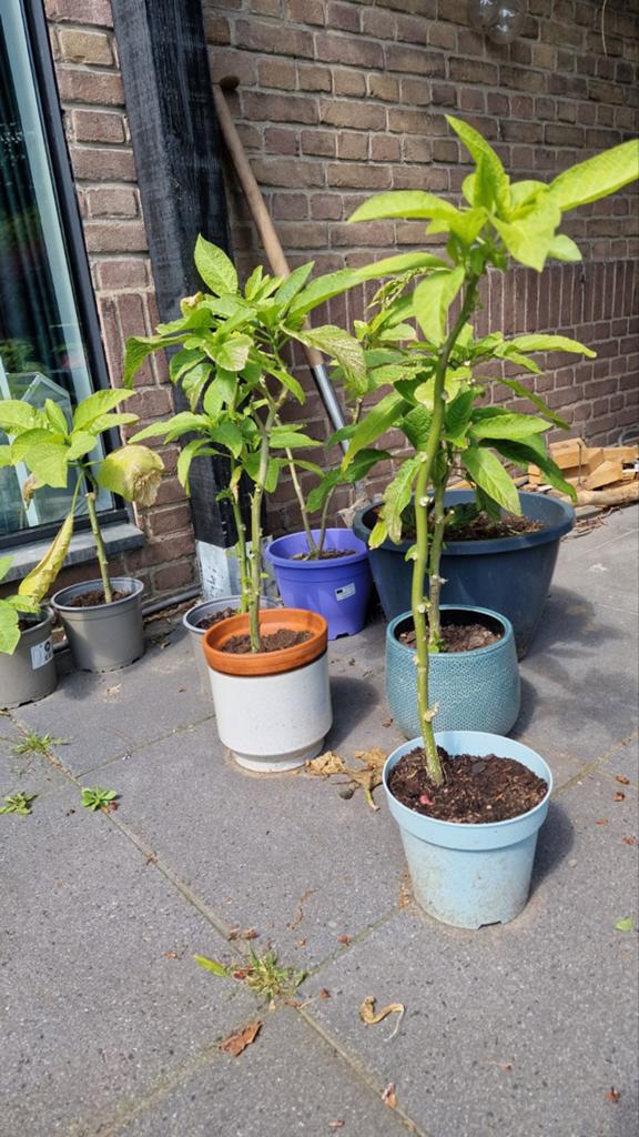 Brugmansia stekken - Engelenbazuin lichtroze, Tuin en Terras, Volle zon, Vaste plant, Zomer, Ophalen