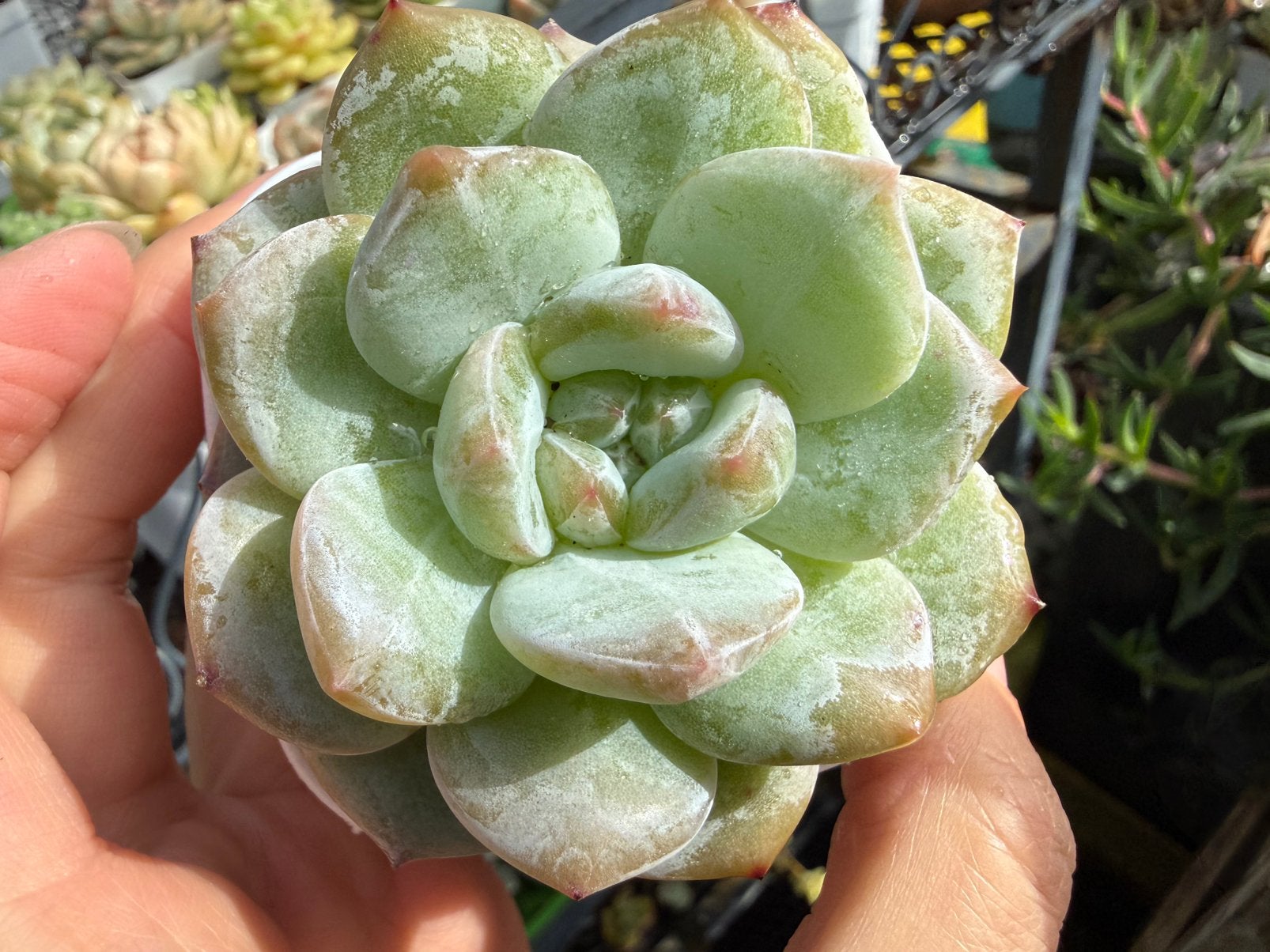 Echeveria Snow Jenny /pot 5cm/vetplant/succulent, Ophalen of Verzenden, Halfschaduw, Minder dan 100 cm