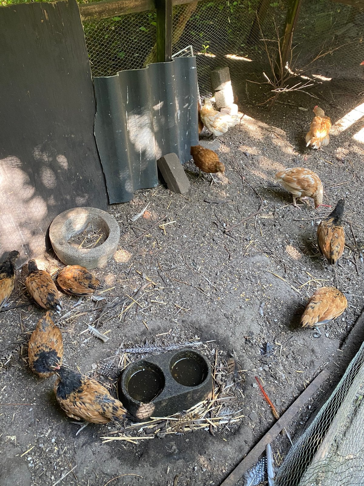 Aangeboden, Vorwerk kuikens, Dieren en Toebehoren, Meerdere dieren, Kip